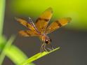 Perithemis undescribed (Dancing Amberwing) male-3.jpg